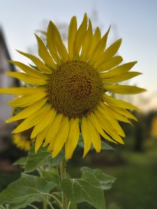 IMG_20250904_185947272_HDR_PORTRAIT